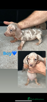 Miniature Dachshund dogs - Advert 4