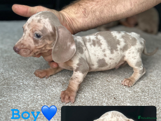 Miniature Dachshund dogs - Advert 20