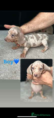 Miniature Dachshund dogs - Advert 14