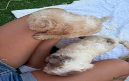 Cockapoo dogs for sale: F2  cockapoo puppies  - Image 20