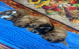 Cockapoo dogs for sale: Cute Cockapoo puppies (licensed breeder)  - Image 1