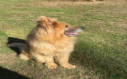 German Shepherd dogs for sale: ❤️KC health tested unique gsd babies 🩷 - Image 5