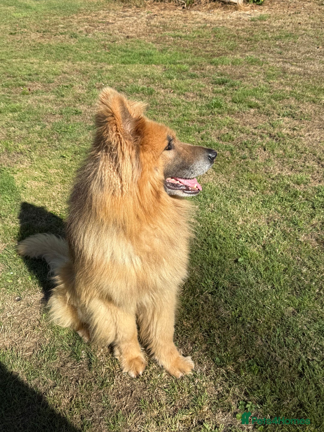 German Shepherd dogs for sale: ❤️KC health tested unique gsd babies 🩷 - Image 5