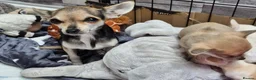Chihuahua dogs for sale: Beautiful Tiny Chihuahua puppies  - Advert 3