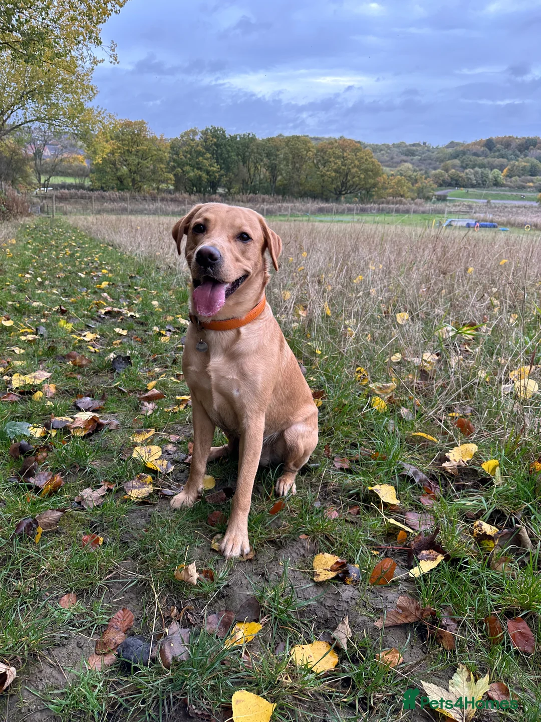 Labrador Retriever dogs for stud: KC Reg Labrador Stud - Proven and Health Tested in Sheffield - Advert 6