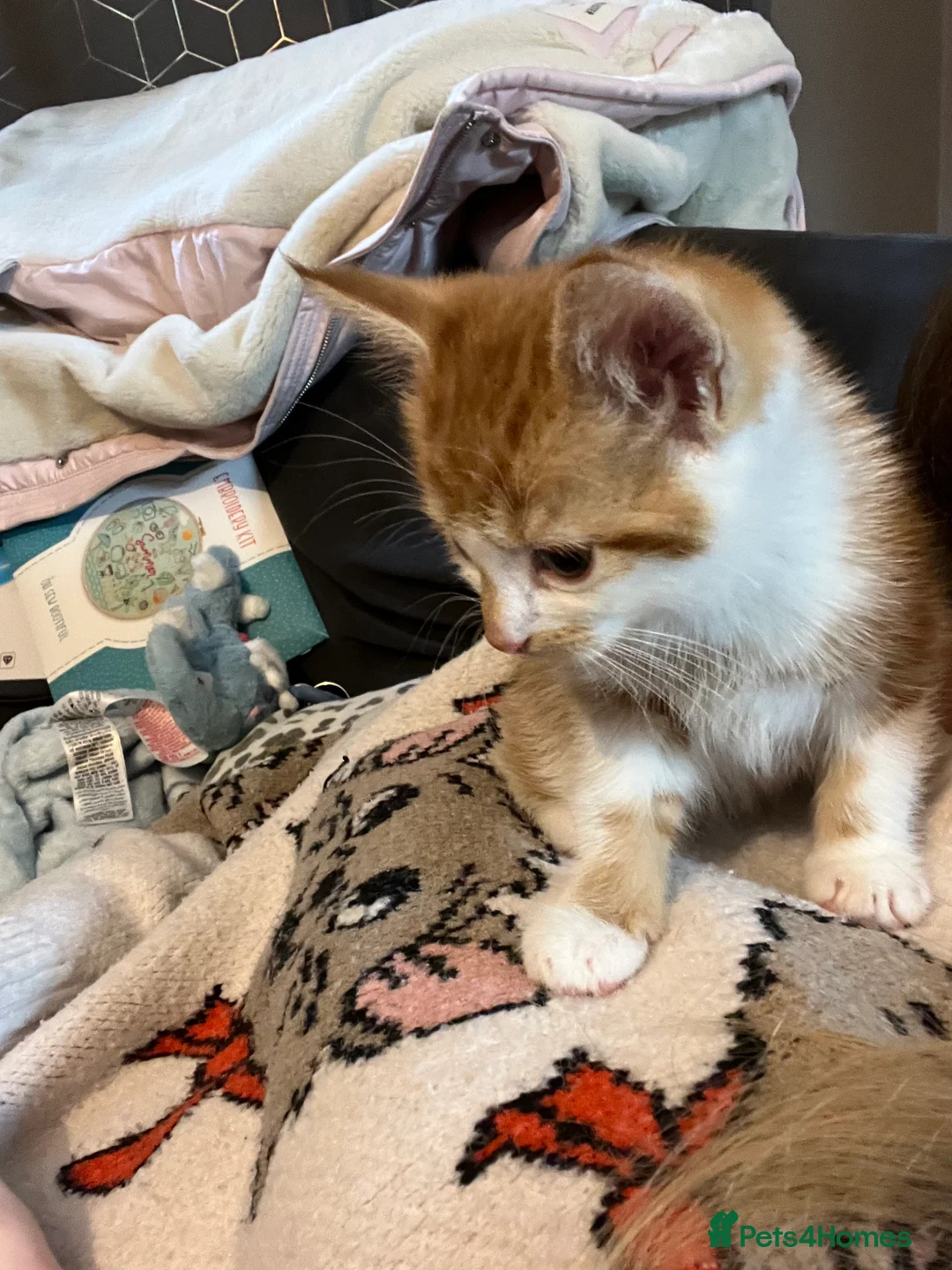 Mixed Breed cats for sale: Ginger kitten - Advert 2