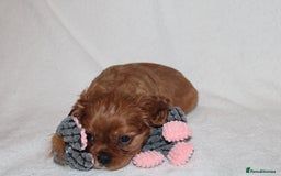 Cavalier King Charles Spaniel dogs for sale: Gorgeous Cavalier King Charles Spaniel puppies - Image 7