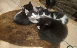 Mixed Breed cats for sale: 5x kittens  - Image 1