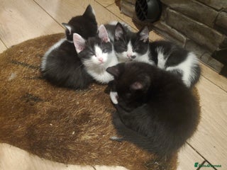 Mixed Breed cats - Advert 16