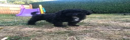 Miniature Poodle dogs for sale: health tested clear,🐩 purebred mini poodle - Advert 2