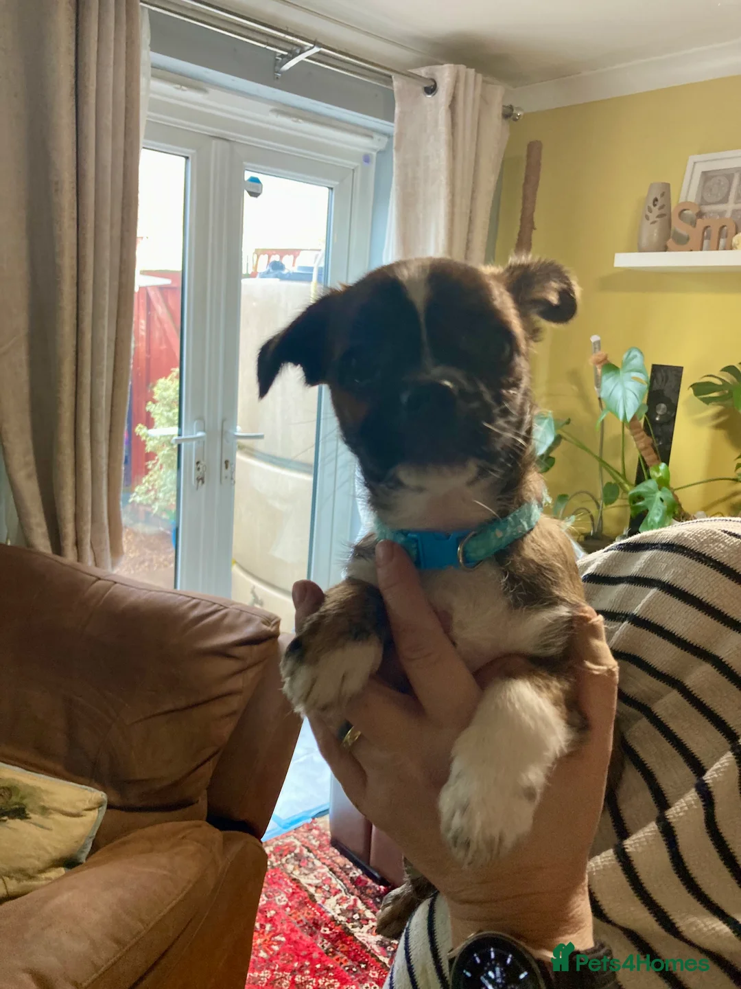 Mixed Breed dogs for sale: Gorgeous little pups - Advert 3