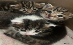 British Shorthair cats for sale: 5 beautiful kittens available from 18th December  - Advert 7