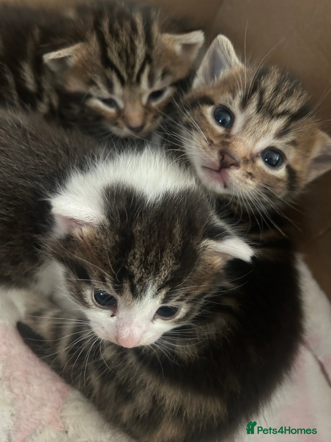 British Shorthair cats for sale: 5 beautiful kittens available from 18th December  - Advert 7