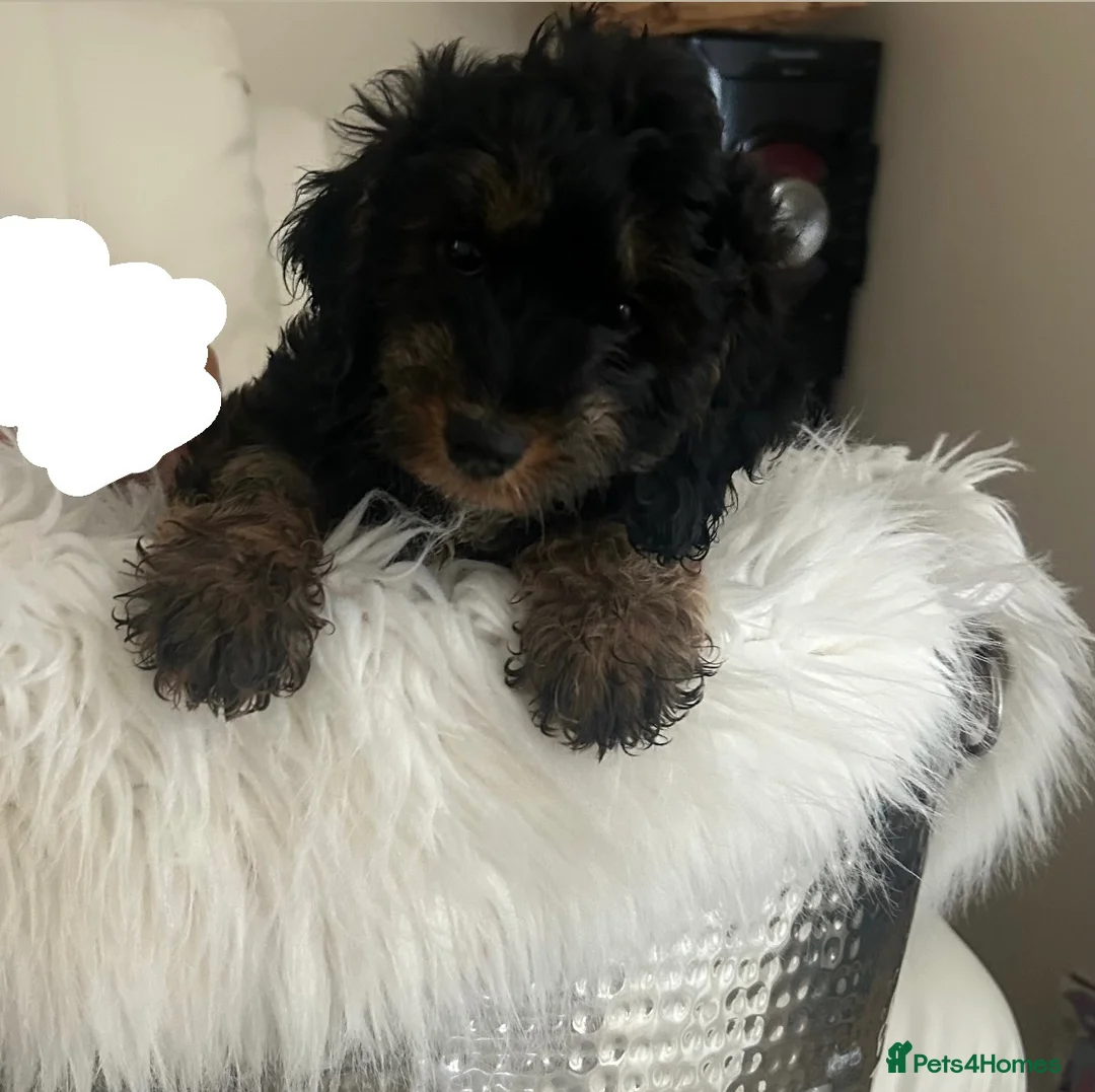 Cockapoo dogs for sale: Cockapoo pups - Advert 2