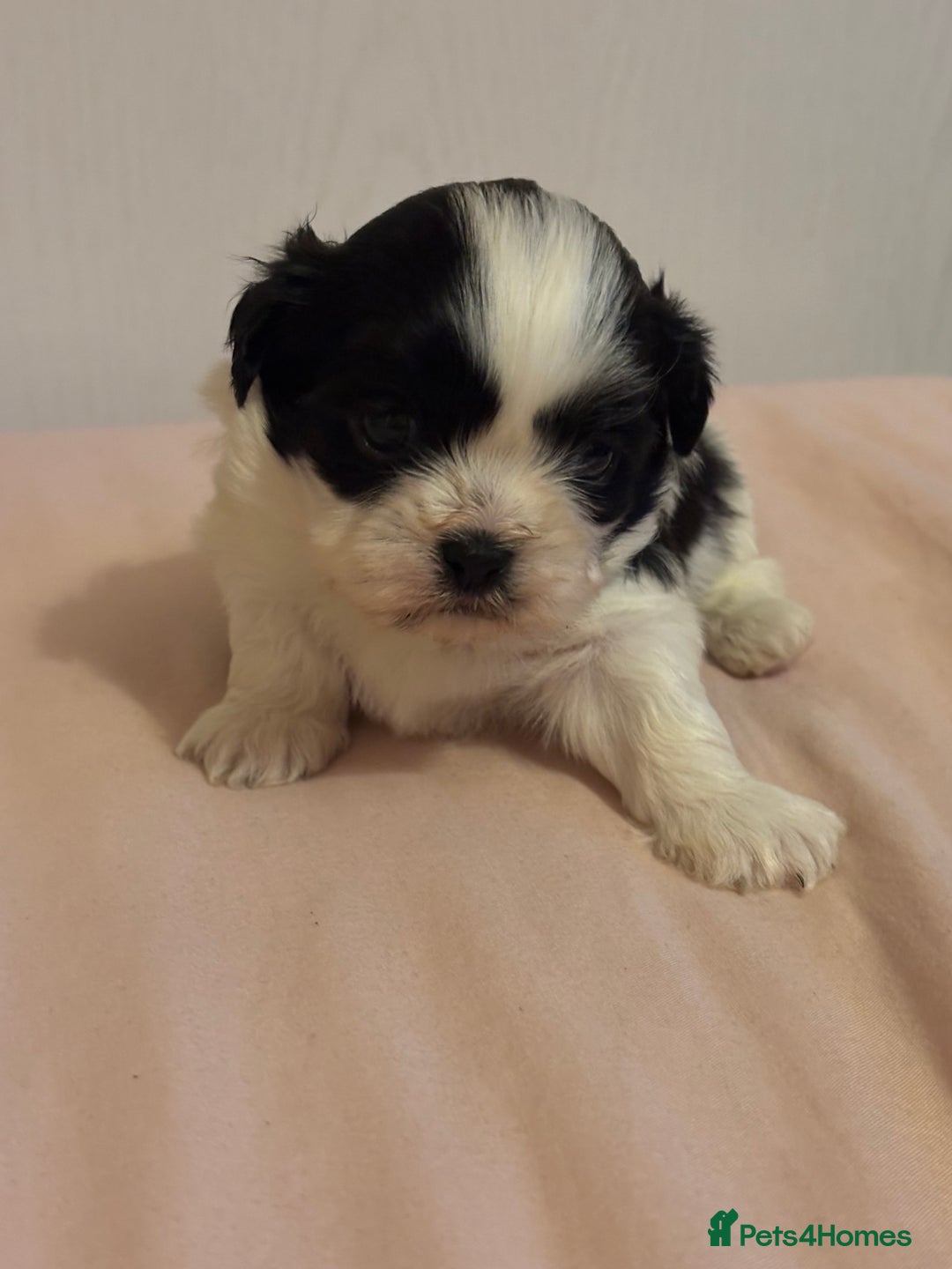Shih Tzu dogs for sale: Shih Tzu puppies - Advert 12