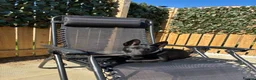 Belgian Shepherd Dog dogs for sale: Black Belgian mal 13 weeks  - Advert 3