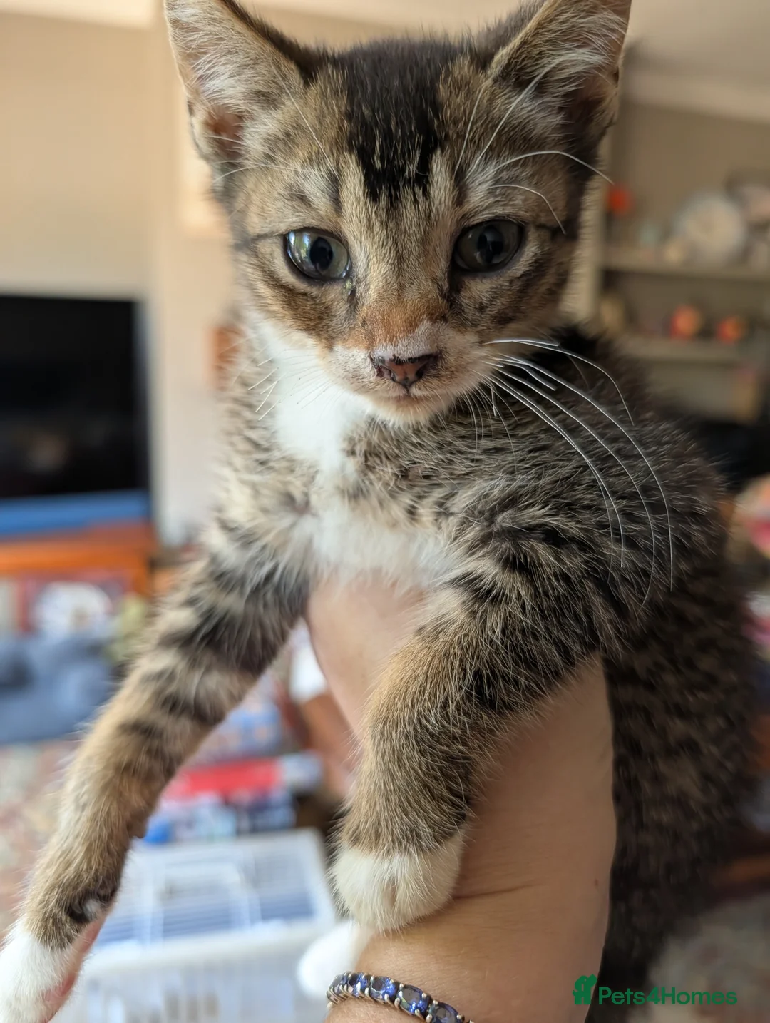 Exotic cats for sale: Marshmallows babies - Advert 7