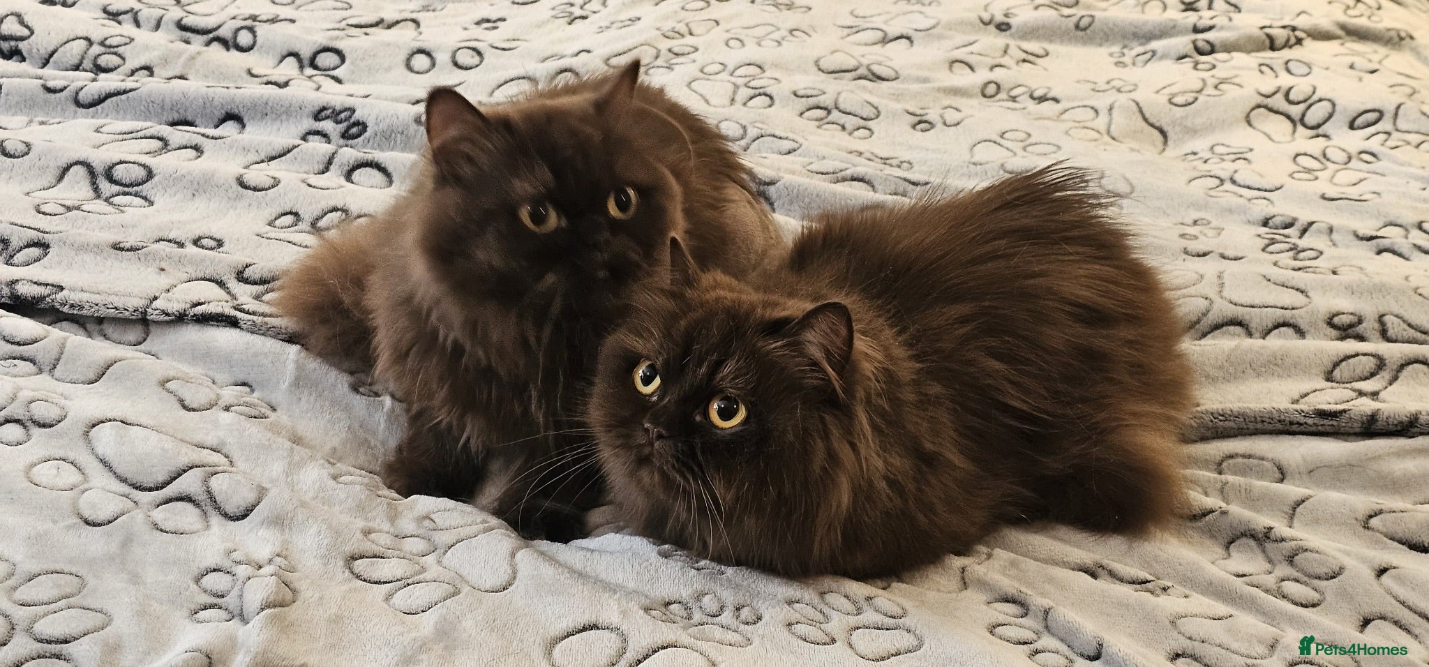 British Longhair cats 2 gorgeous chocolate British longhair girls - Advert 7