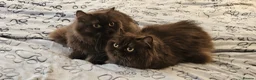 British Longhair cats for sale: 2 gorgeous chocolate British longhair girls - Advert 1