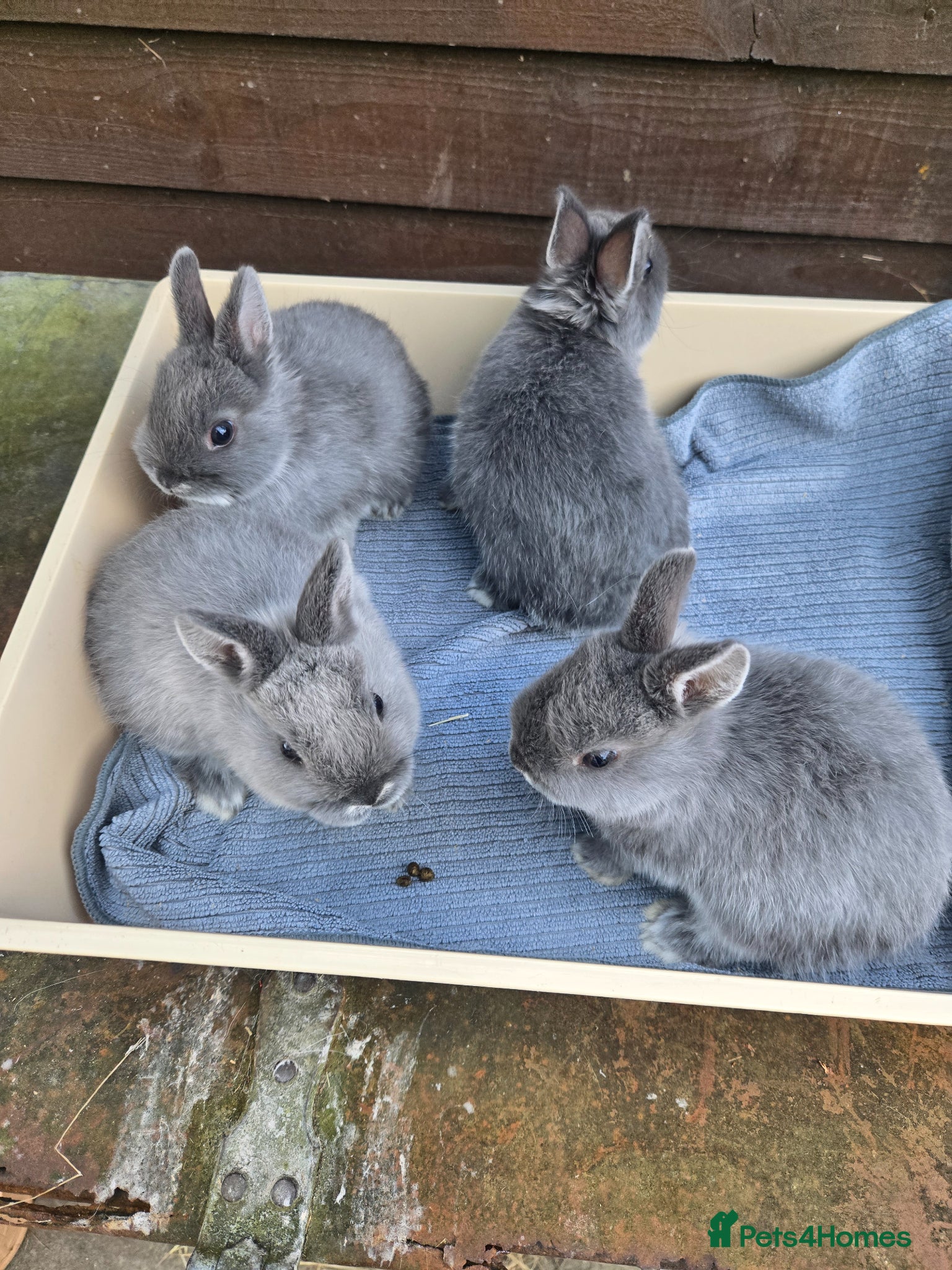 Netherland Dwarf rabbits Nertherland Smoke Pearl Babies - Advert 1