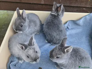 Netherland Dwarf rabbits for sale: Nertherland Smoke Pearl Babies - Advert 2