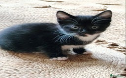 British Shorthair cats for sale: Two cute and cuddly little girl kittens - Image 13