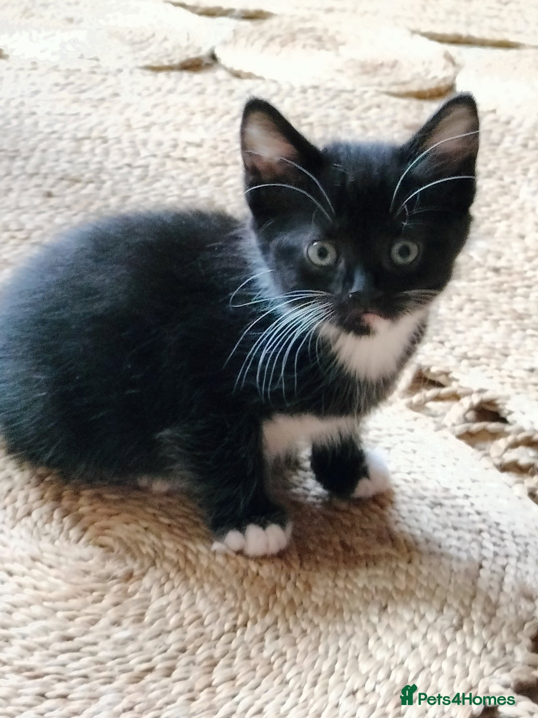 British Shorthair cats for sale: Two cute and cuddly little girl kittens - Image 13