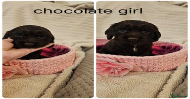 Cocker Spaniel dogs - Advert 4