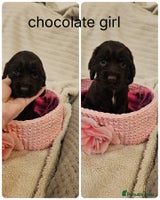 Cocker Spaniel dogs - Advert 4