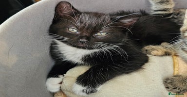 Mixed Breed cats - Advert 8