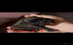 French Bulldog dogs for sale: French Bulldog Puppies PET PRICED  - Image 2