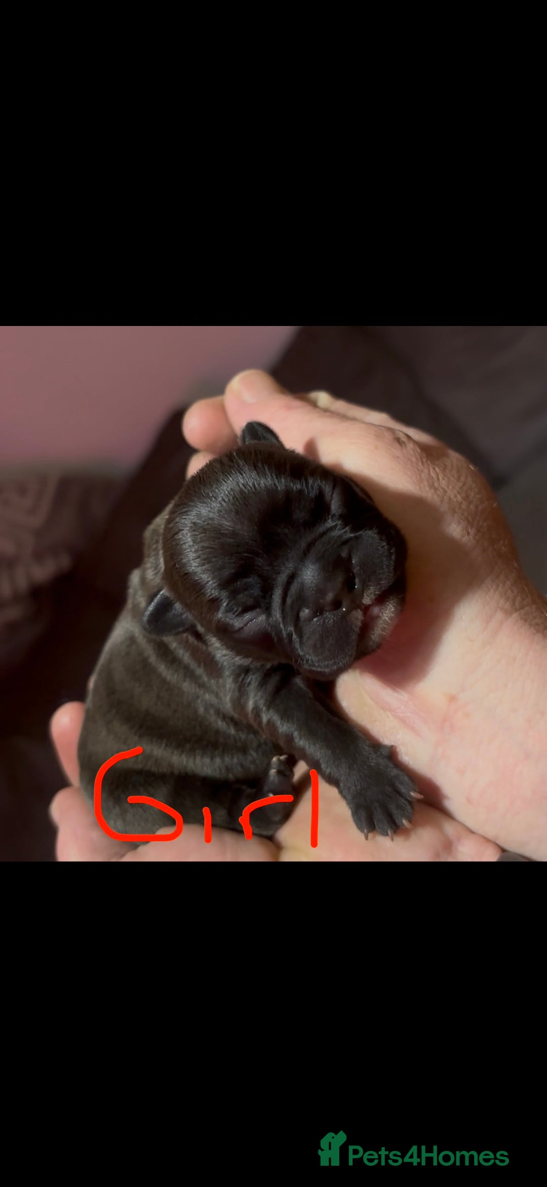 French Bulldog dogs for sale: French Bulldog Puppies PET PRICED  - Image 2