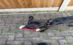 Mixed Breed dogs for sale: Bear - Staffy X German Shepherd - Image 27
