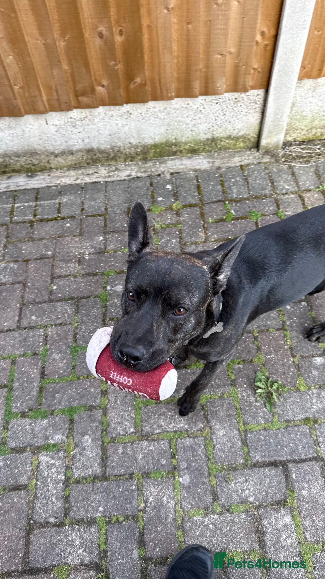 Mixed Breed dogs for sale: Bear - Staffy X German Shepherd - Image 27