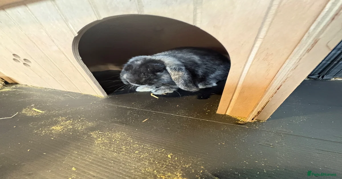 English Lop Rabbits for Sale for sale in Reading, Berkshire | Pets4Homes