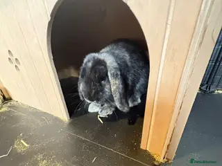 English Lop rabbits Male Bunny- aged 11 weeks & Full Setup - Advert 1
