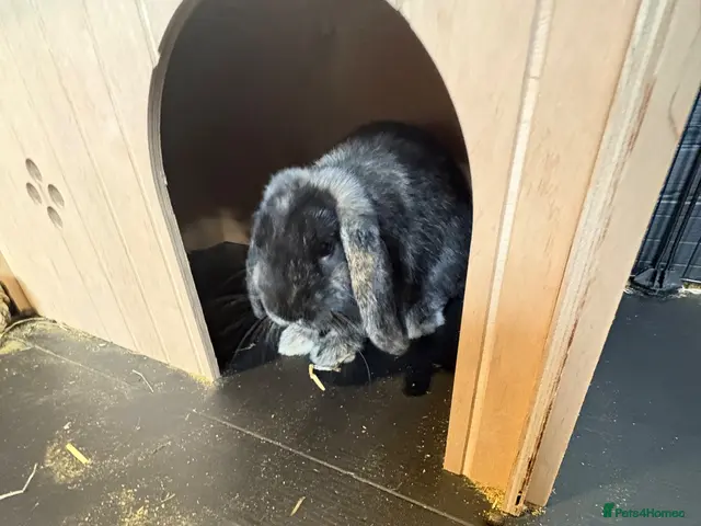 English Lop rabbits Male Bunny- aged 11 weeks & Full Setup - Advert 1