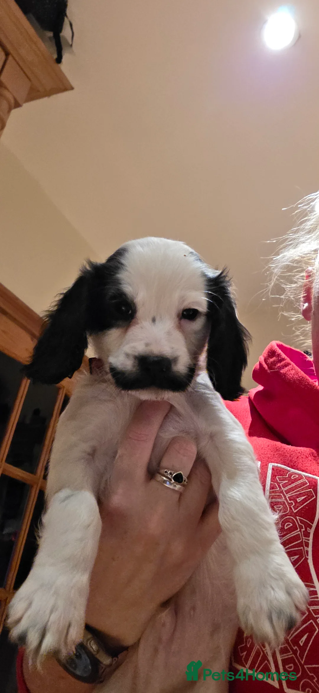 Sprocker dogs for sale: Sprocker puppies  - Advert 3