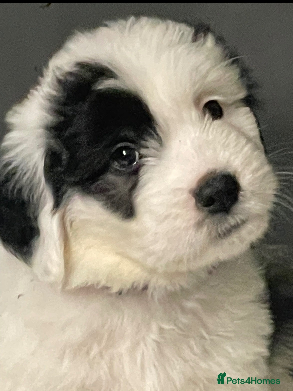 Old English Sheepdog dogs Old English x St Bernard  - Advert 9