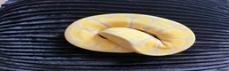 Python Snake reptiles for sale: Female Albino Ball Python possible Toffino young  - Advert 7