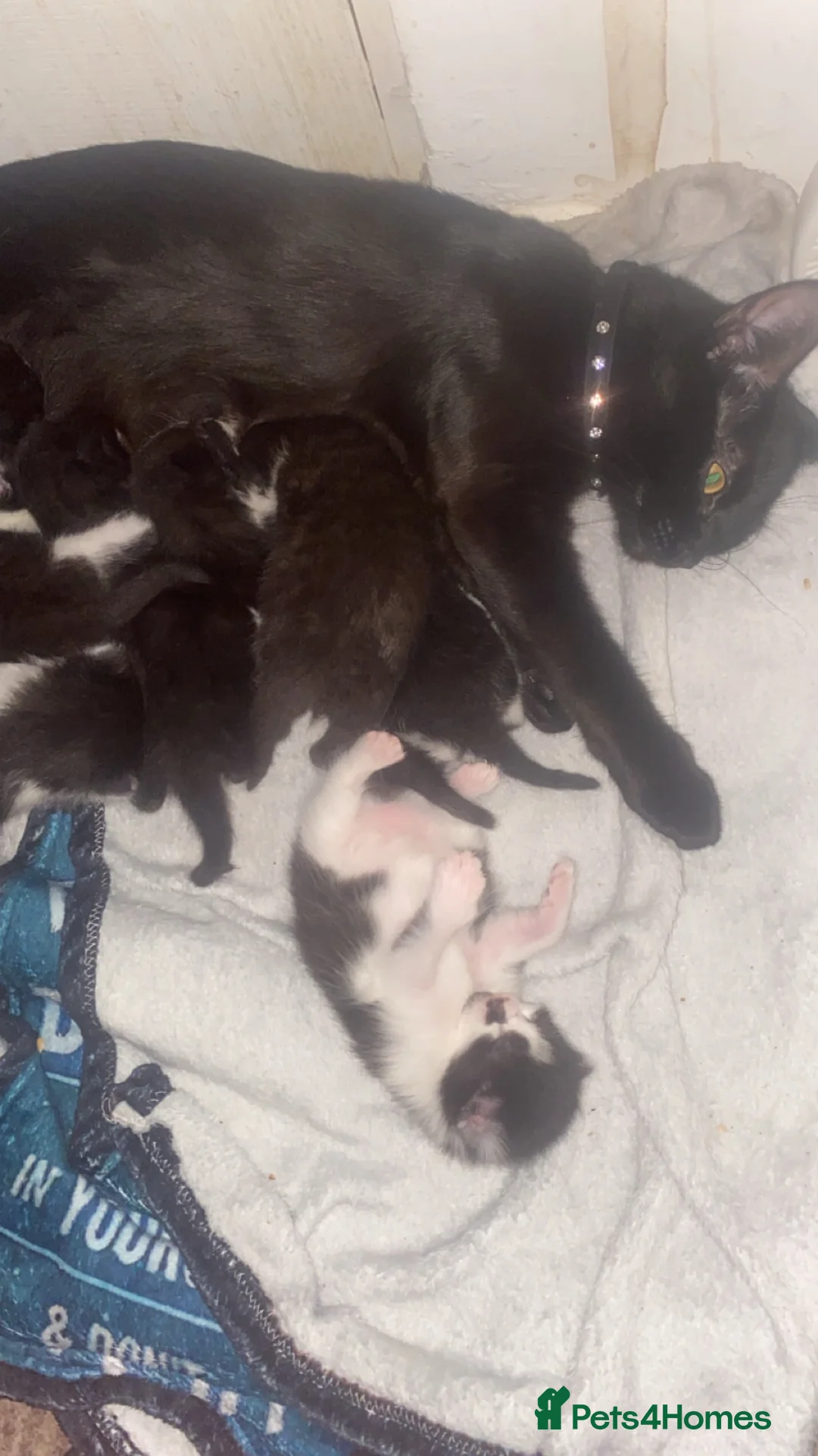 Mixed Breed cats for sale: Mixed breed kittens  - Advert 2