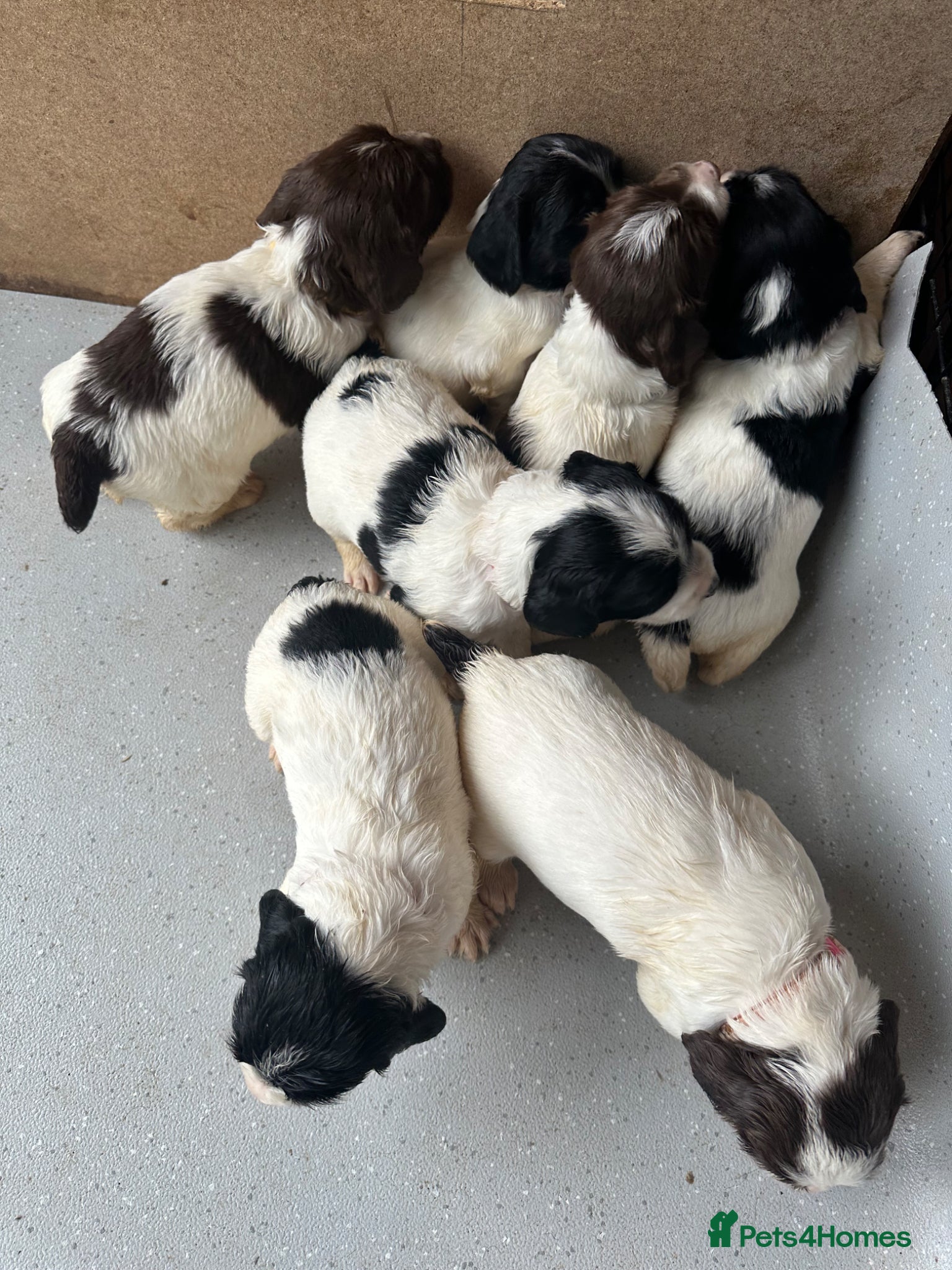 English Springer Spaniel dogs Gorgeous KC Springer Spainel Puppies  - Advert 2