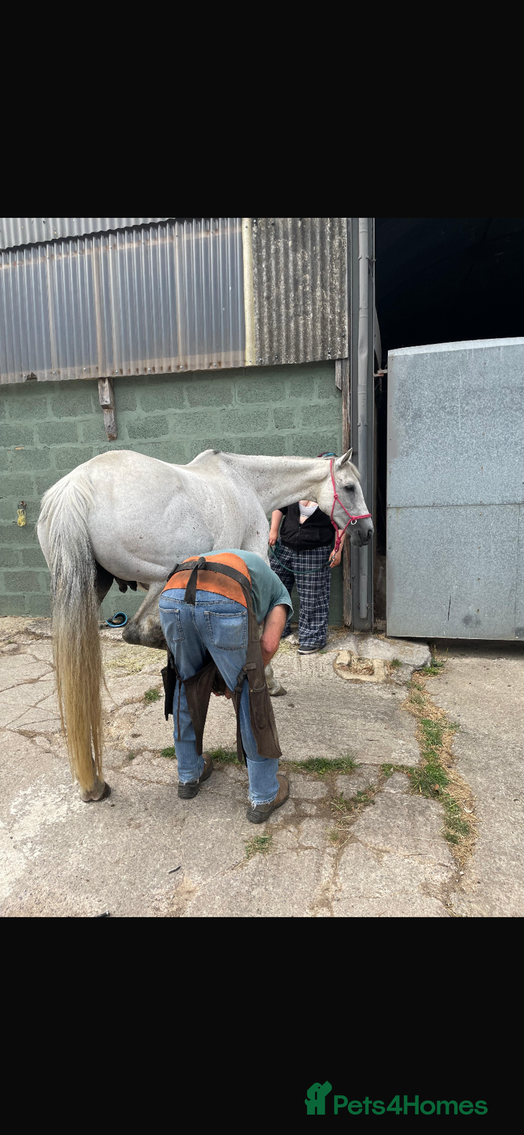 Irish Thoroughbred horses for sale: Irish thoroughbred  - Image 7