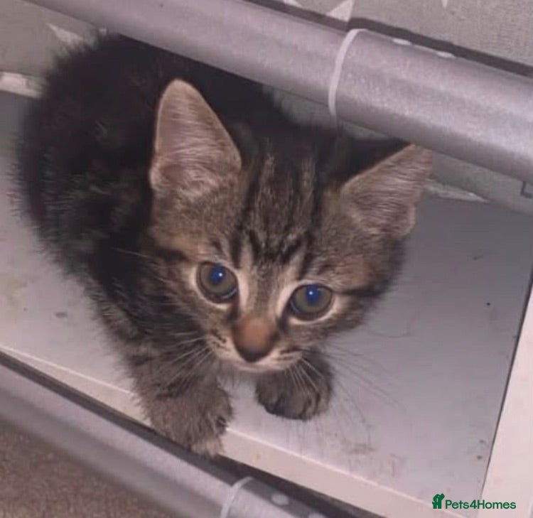 Mixed Breed cats Tabby kitten - Advert 1