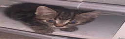 Mixed Breed cats for sale: Tabby kitten - Advert 1