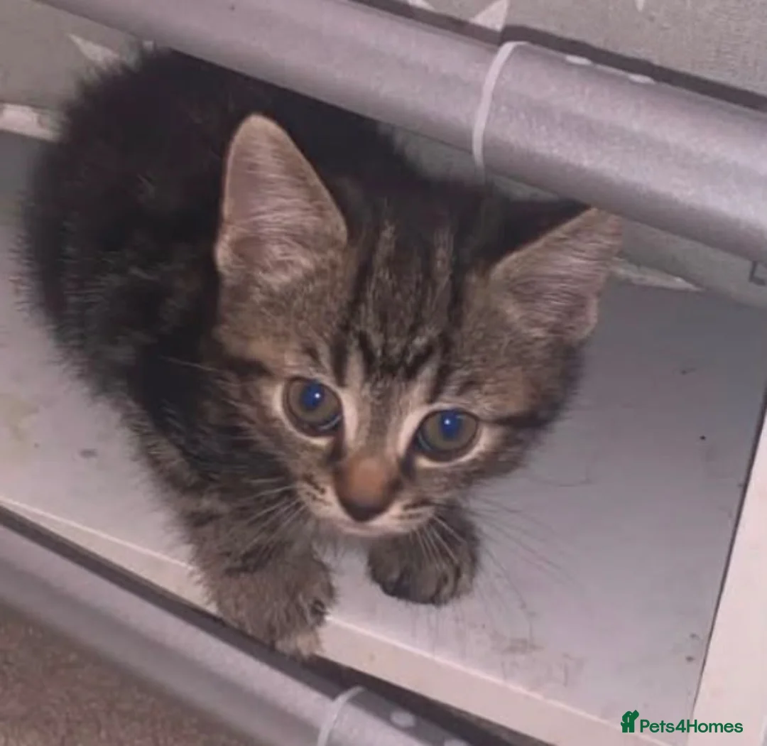 Mixed Breed cats for sale: Tabby kitten - Advert 1