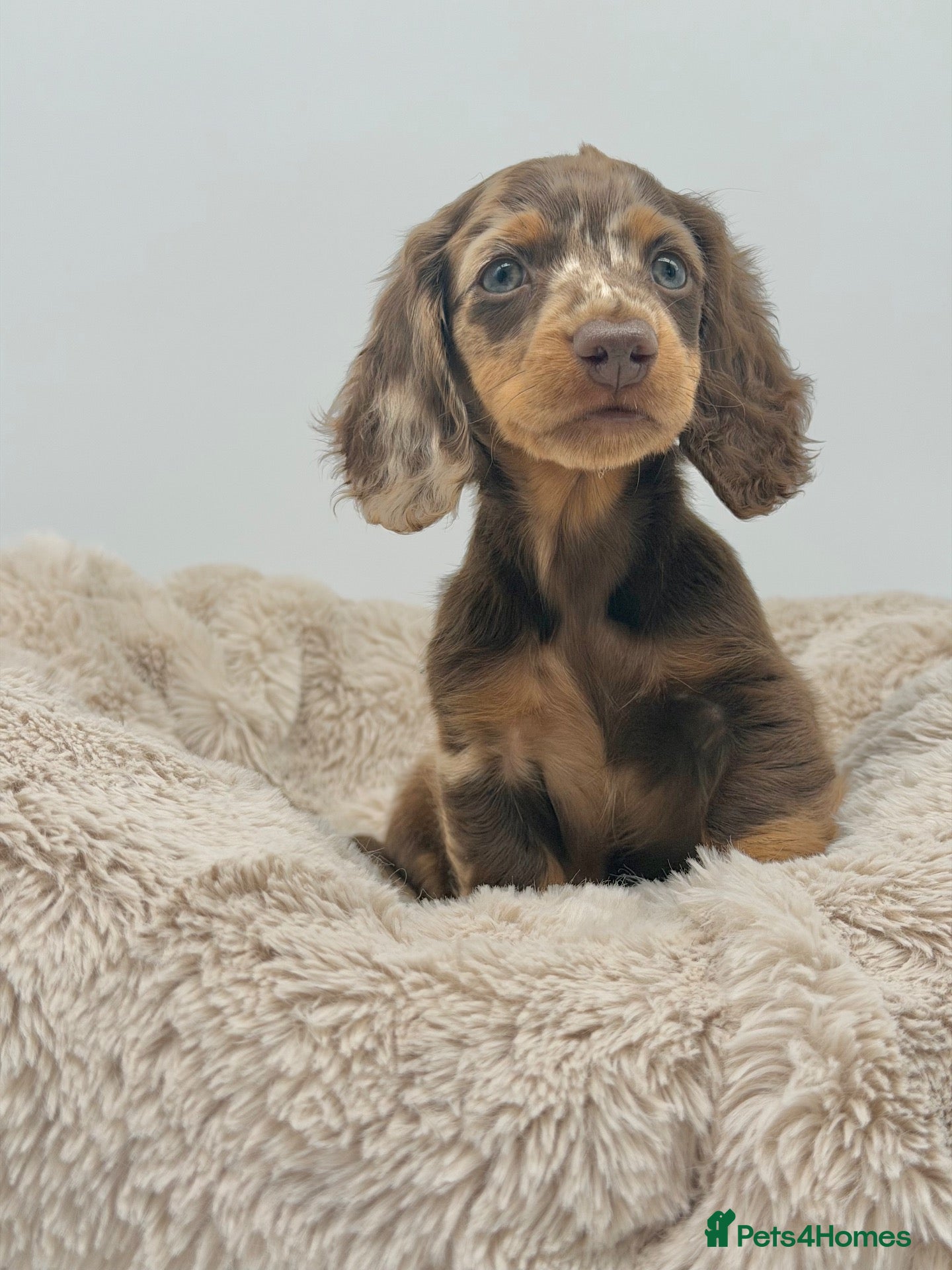 Miniature Dachshund dogs  🐾 READY NOW full panel health clear kc  - Advert 3