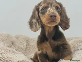 Miniature Dachshund dogs 🐾 READY NOW full panel health clear kc - Advert 3