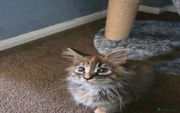 Maine Coon cats for sale: 💗Stunning maincoon kitten willow 💗 - Image 6