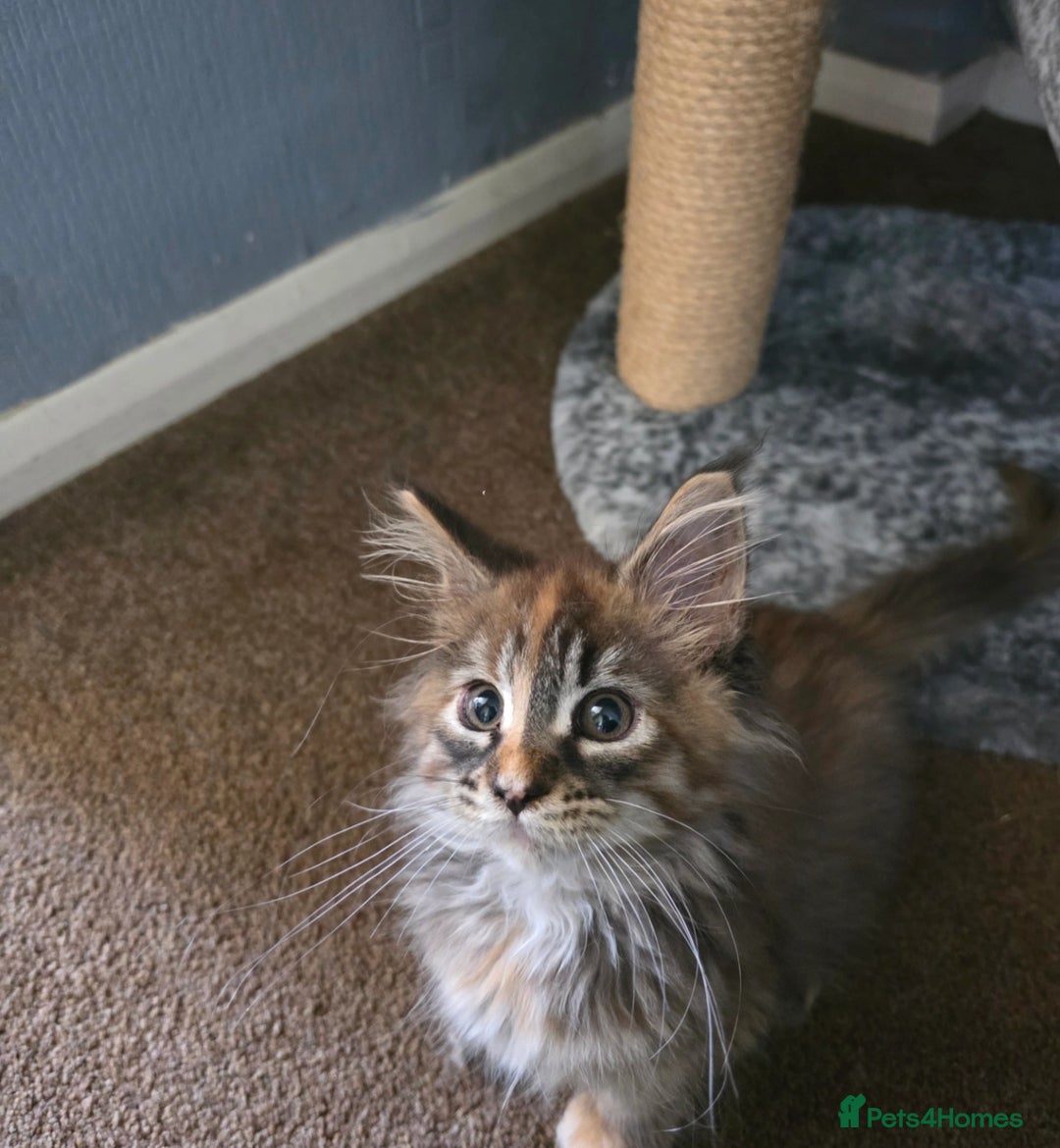 Maine Coon cats for sale: 💗Stunning maincoon kitten willow 💗 - Image 6